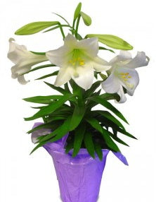 Easter Lily