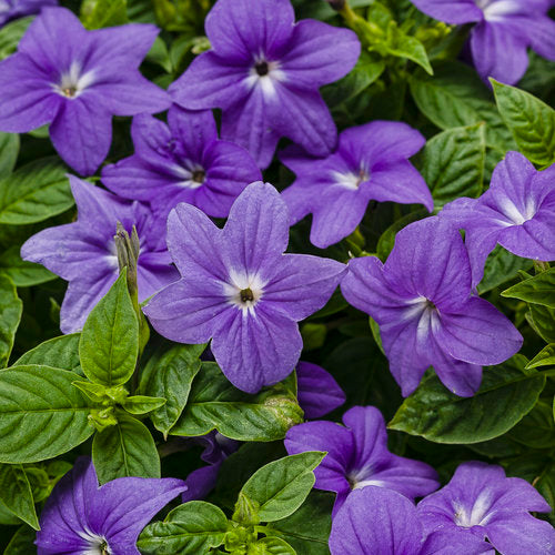 Browallia: Bush Violet