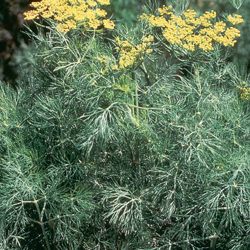 Dill Fernleaf