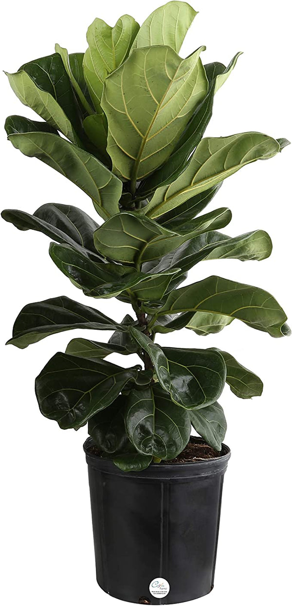 fiddle leaf fig sacramento Ficus lyrata (Fiddle Leaf Fig)