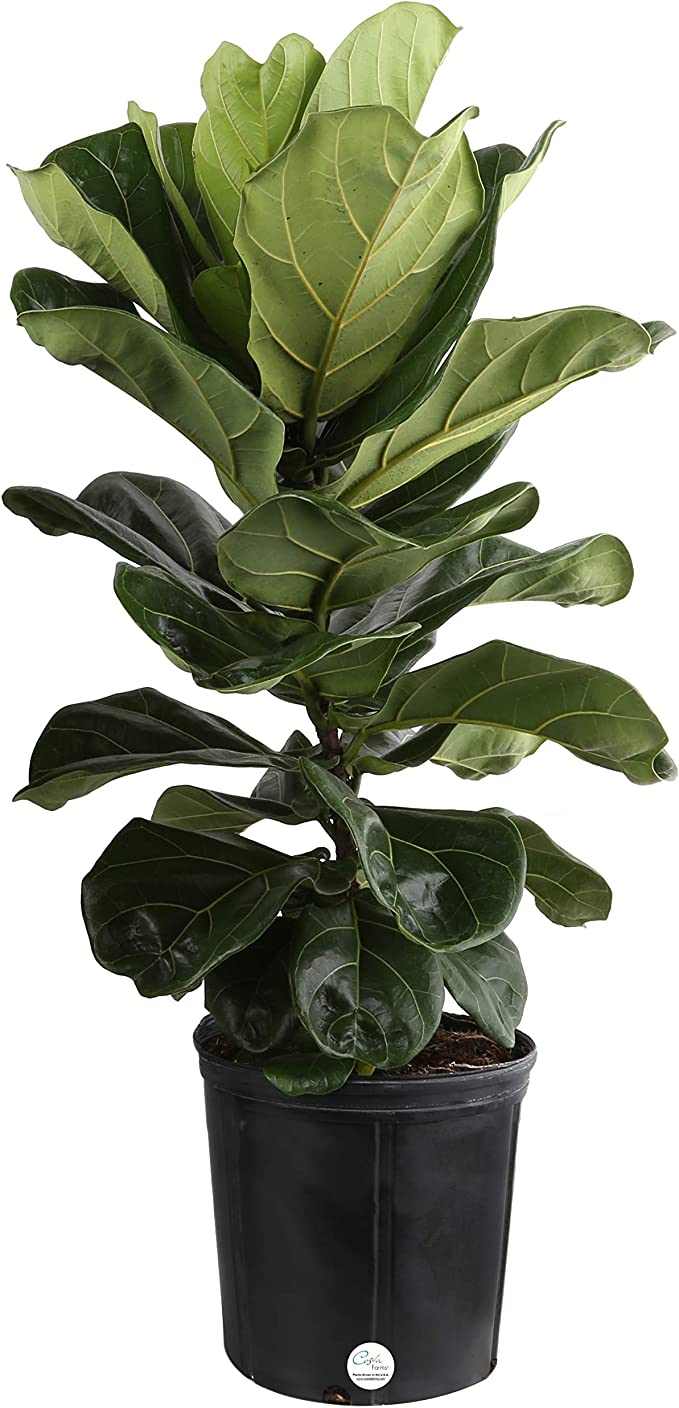 fiddle leaf fig tree charlotte nc Ficus lyrata (Fiddle Leaf Fig)