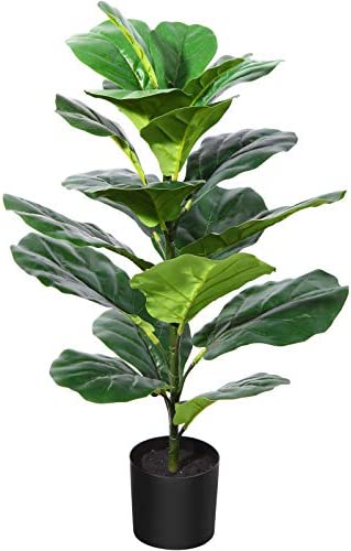 Ficus lyrata (Fiddle Leaf Fig)
