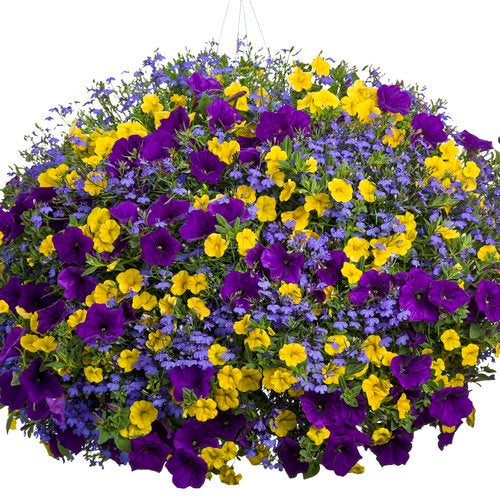 Hanging Basket: Sunny Afternoon
