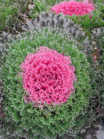 Ornamental Kale 'Glamour Red'