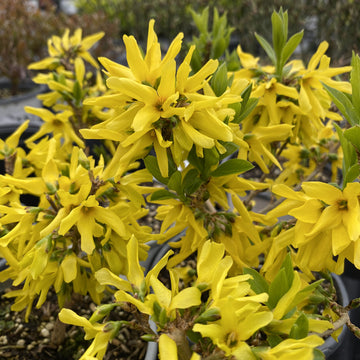 Forsythia 'Show Off Sugar Baby'
