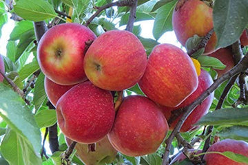 Apple - Malus pumila ‘Fuji’