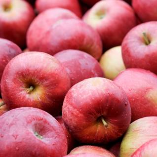 Apple - Malus domestica ‘Gala’