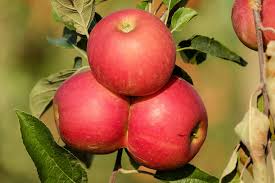 Apple Twist - 'Honeycrisp' & 'Galla'