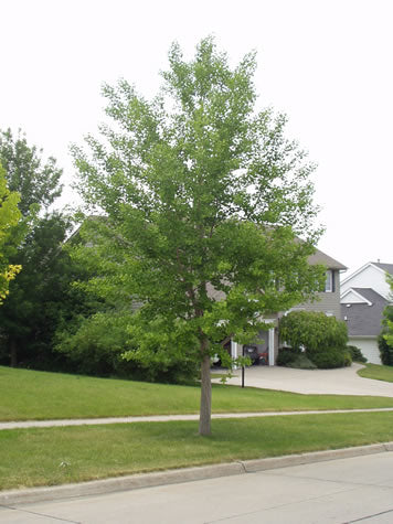 Ginko - Ginkgo biloba 'Magyar'