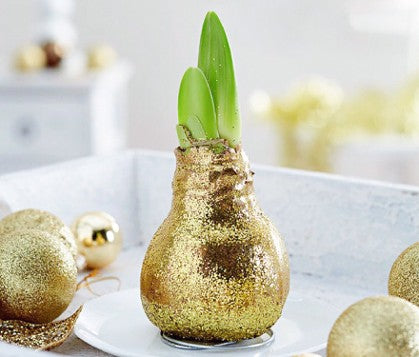 Wax Amaryllis - Gold Glitter