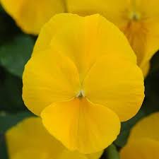 Pansy Hanging Basket