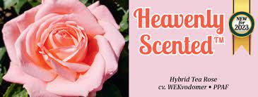 Rose 'Heavenly Scented'