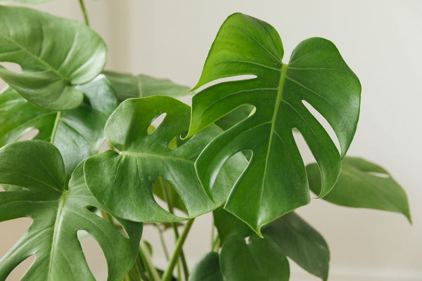 Monstera