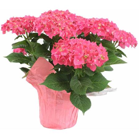 Hydrangea 6"