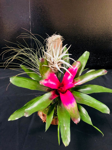 Bromeliad Tree