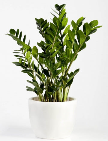 Zamioculcas (ZZ Palm)