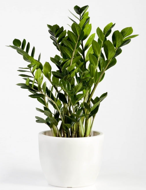 zz palm plant Zamioculcas (ZZ Palm)