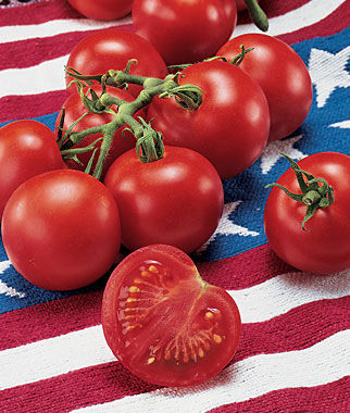 Tomato 'Independence Day'