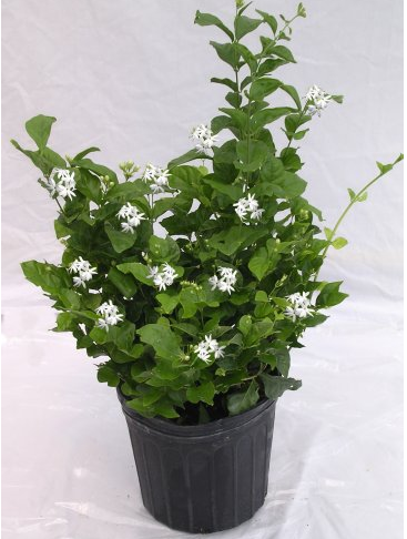 Jasmine 'Sambac'