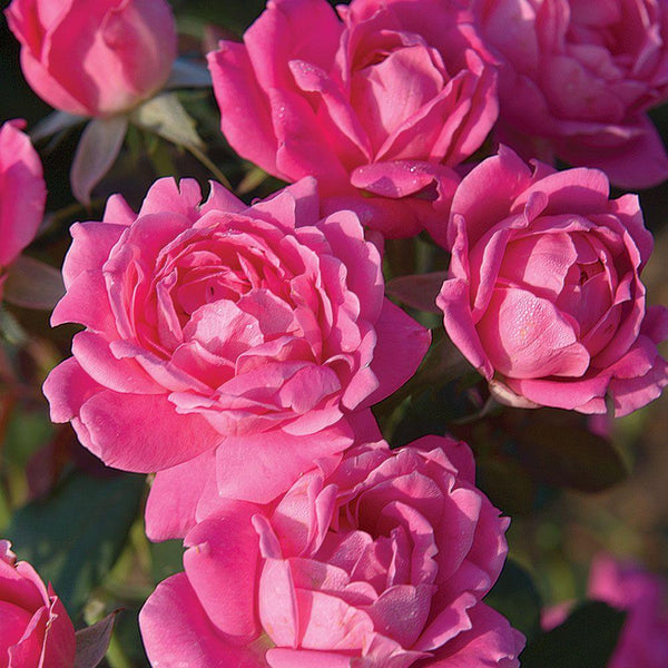 Rose 'Double Knock Out'