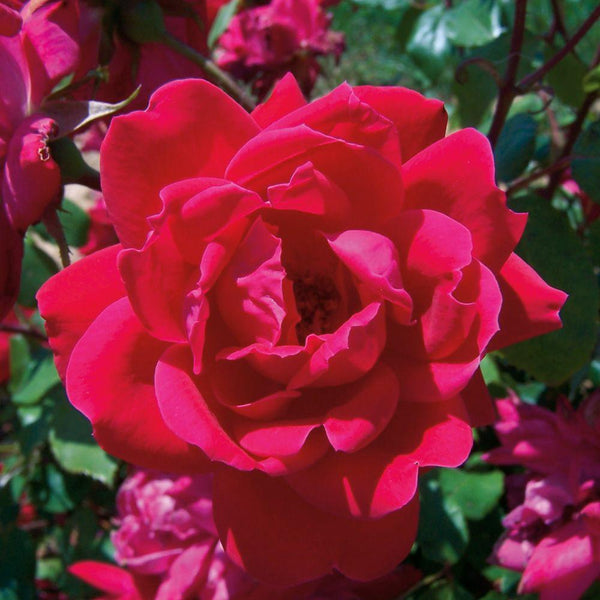 Rose 'Double Knock Out'