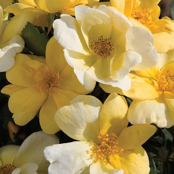 Rose 'Double Knock Out'