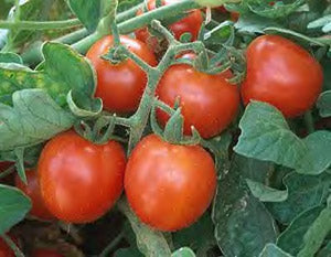 Tomato 'Red Cherry Large'