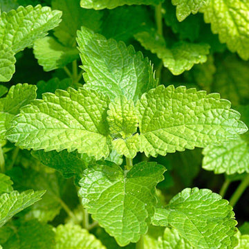 Mint 'Lemon'