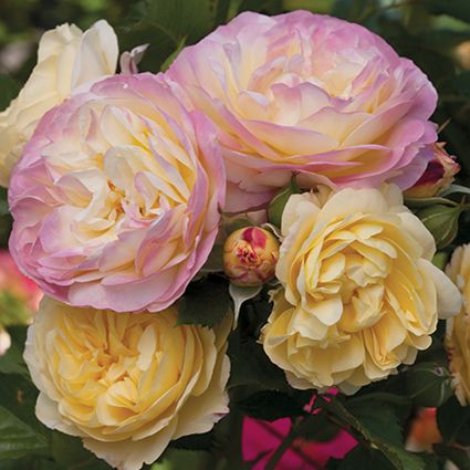 Rose Tree 'Life Of The Party'