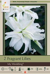 Lilium Oriental Double 'My Wedding'