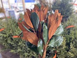 Christmas Fresh Greens/Bunches