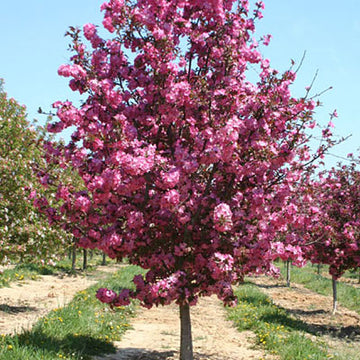Flowering Crabapple - Malus 'Cardinal'