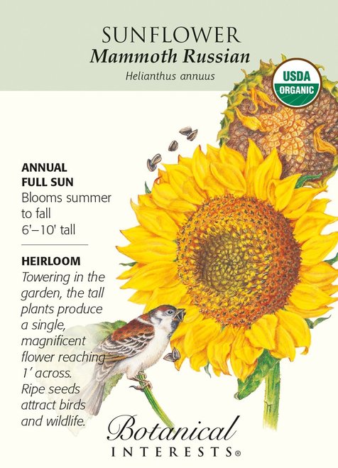Sunflower 'Mammoth Russian'