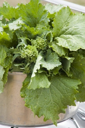 Turnip 'Cima di Rapa Quarantina'