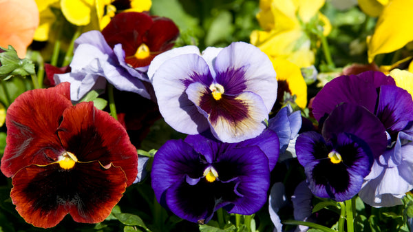 Pansy 6-Pack