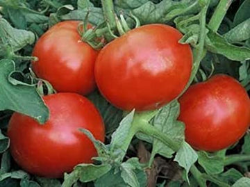 Tomato 'Mountain Pride'