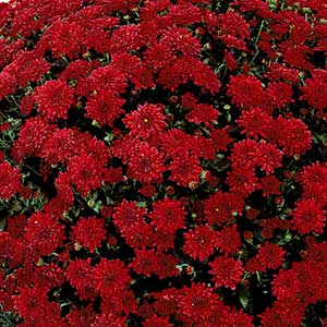 Mum 12" Premium