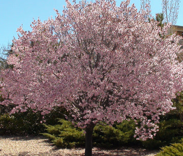 Flowering Cherry Plum - Prunus cerasifera 'Newport'