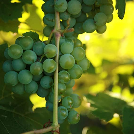 Grape -  Vitis labrusca 'Niagara'