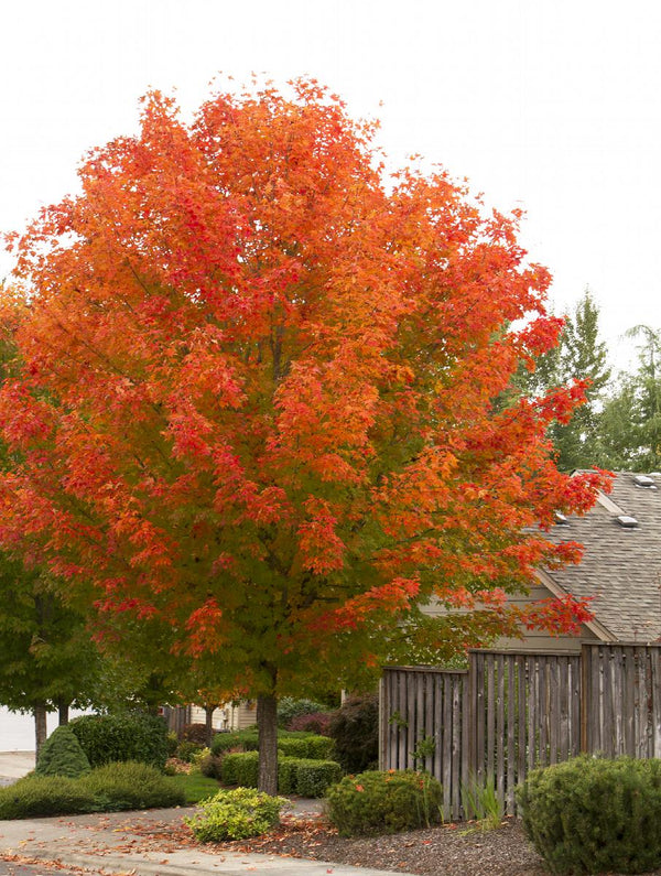 Maple - Acer rubrum 'October Glory'