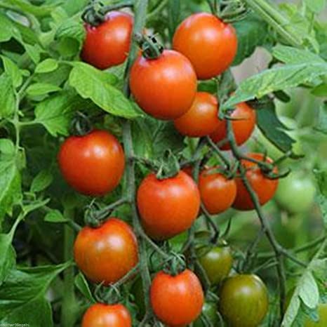 Tomato 'Orange Zinger'