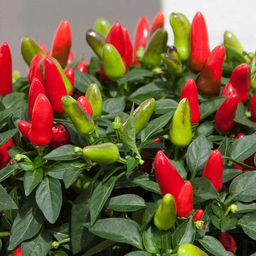 Ornamental Pepper 'Acapulco'