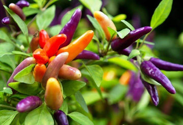 Ornamental Pepper 'Masquerade'