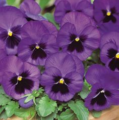 Pansy Bowl