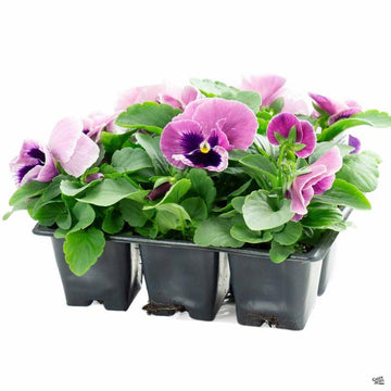 Pansy Flat (3-6Packs)
