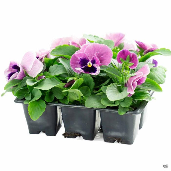 Pansy 6-Pack