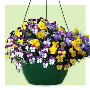 Pansy Hanging Basket