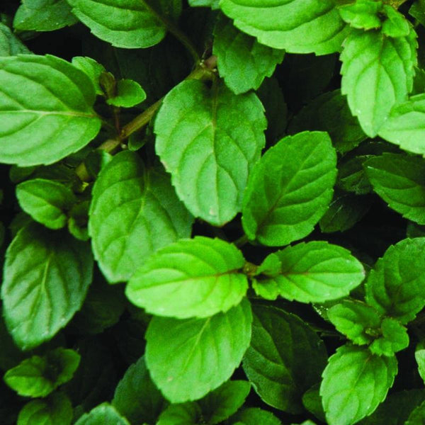 Mint 'Peppermint'