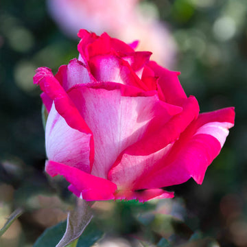 Rose 'Picture Perfect'
