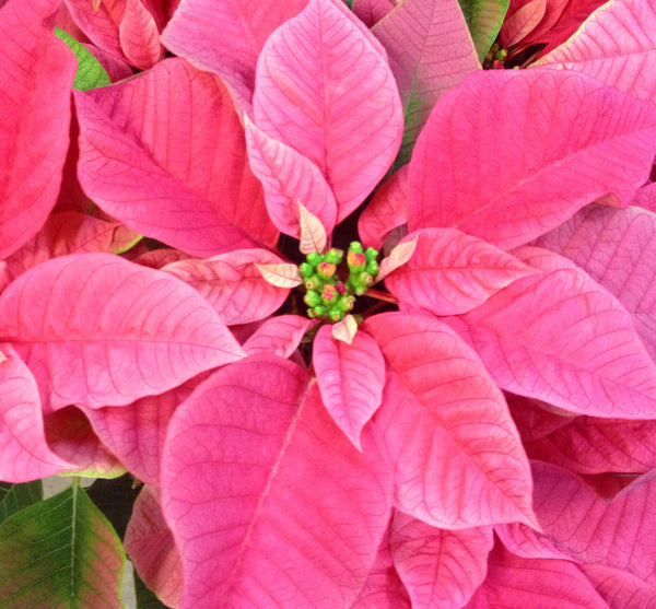 Poinsettia 4.5"